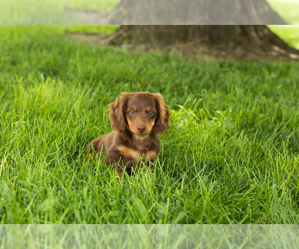 Medium Photo #3 Dachshund Puppy For Sale in BREMEN, IN, USA