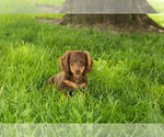 Small #2 Dachshund