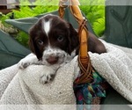 Puppy Max English Springer Spaniel