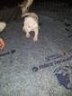 Small Photo #15 American Pit Bull Terrier Puppy For Sale in GRIFFIN, GA, USA