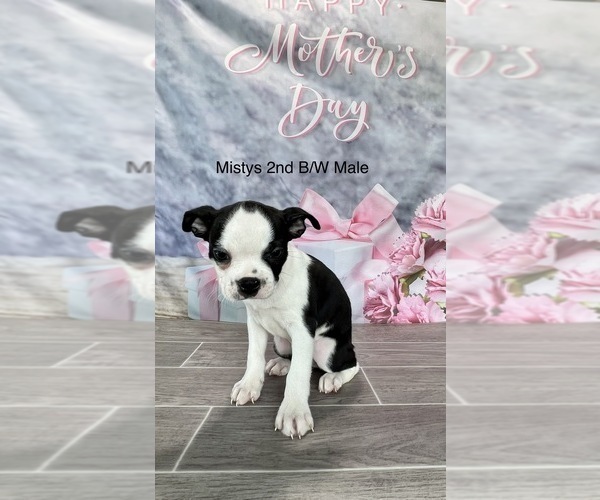 Medium Photo #1 Boston Terrier Puppy For Sale in EWING, KY, USA
