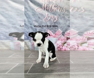 Boston Terrier Puppy for sale in EWING, KY, USA