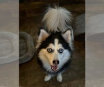 Snowy TX - Female Pomsky Dog for Adoption - Small photo