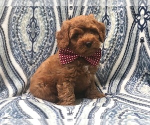 Cockapoo Puppy for sale in LAKELAND, FL, USA
