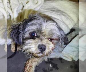 Shih Tzu-Unknown Mix Dogs for adoption in San Antonio, TX, USA