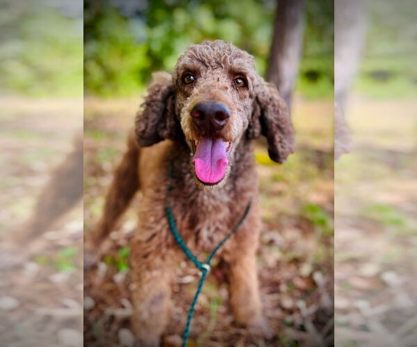 Medium Photo #3 Poodle (Standard) Puppy For Sale in Pacolet, SC, USA