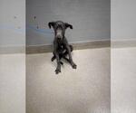 Small Great Dane Mix