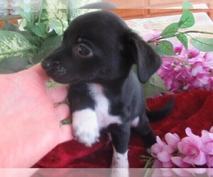 Chi-Corgi Puppy for sale in SAINT ALBANS, WV, USA