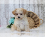 Small Photo #4 Maltipoo Puppy For Sale in SHILOH, OH, USA