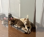 Small Photo #1 Siberian Husky Puppy For Sale in PELL CITY, AL, USA