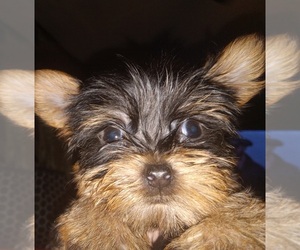Yorkshire Terrier Puppy for sale in BRYSON CITY, NC, USA