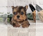 Small #5 Yorkshire Terrier