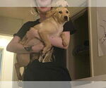 Small #1 Labrador Retriever Mix