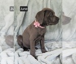 Small #1 Cane Corso