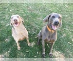 Small Photo #1 Weimaraner Puppy For Sale in LEWISTOWN, IL, USA