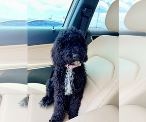 Double Doodle Puppy for sale in FRIENDSWOOD, TX, USA