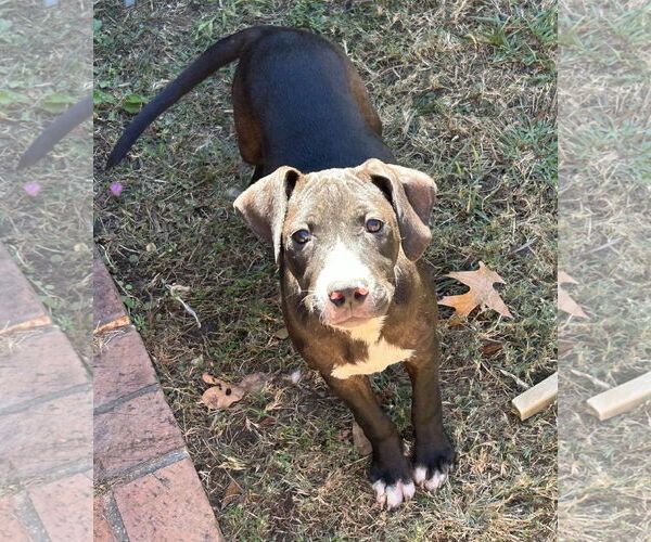 Medium Photo #4 Bulldog-Unknown Mix Puppy For Sale in Wetumpka, AL, USA