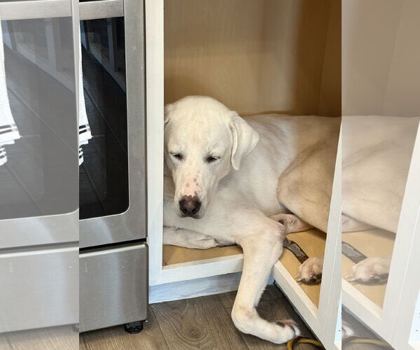 Medium Photo #13 Great Pyrenees-Unknown Mix Puppy For Sale in Houston, TX, USA