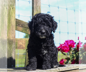 Goldendoodle-Poodle (Miniature) Mix Puppy for sale in HONEY BROOK, PA, USA