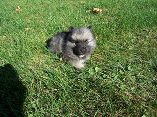 Keeshond Puppy for sale in Manteno, IL, USA