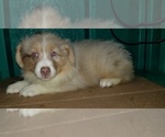 Small Photo #5 Australian Shepherd Puppy For Sale in DUVALL, WA, USA