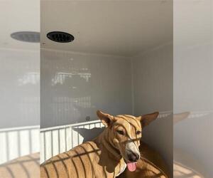 Black Mouth Cur-Unknown Mix Dogs for adoption in Houston, TX, USA