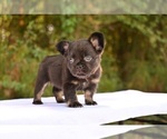Small Photo #3 French Bulldog Puppy For Sale in DECATUR, GA, USA