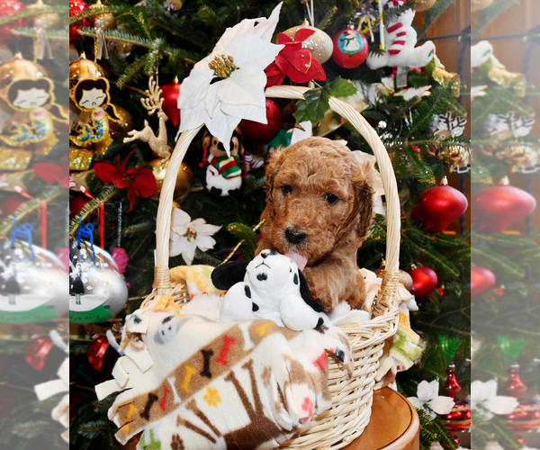 Medium Photo #10 Goldendoodle Puppy For Sale in SAINT CLAIR SHORES, MI, USA