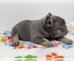 Small Photo #5 French Bulldog Puppy For Sale in LEHIGH ACRES, FL, USA