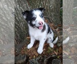 Small Photo #1 Pomsky Puppy For Sale in ORANGE PARK, FL, USA