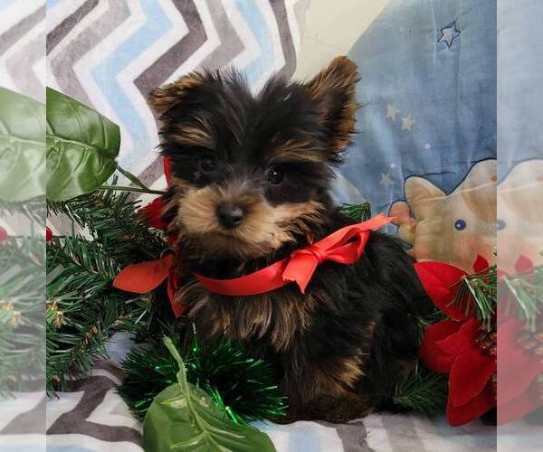 Medium Photo #1 Yorkshire Terrier Puppy For Sale in ARTHUR, IL, USA
