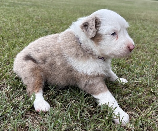 Medium Photo #13 Miniature Australian Shepherd Puppy For Sale in BEEBE, AR, USA