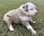 Small Photo #13 Miniature Australian Shepherd Puppy For Sale in BEEBE, AR, USA