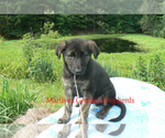 Small Photo #6 German Shepherd Dog Puppy For Sale in PIEDMONT, MO, USA