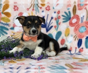 Collie-Pembroke Welsh Corgi Mix Puppy for sale in LANCASTER, PA, USA