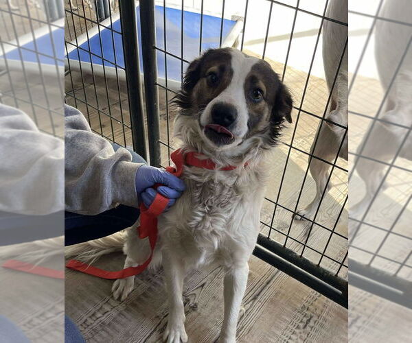 Medium Photo #2 Border Collie-Unknown Mix Puppy For Sale in Bolivar, MO, USA