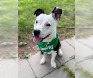 American Pit Bull Terrier-Unknown Mix Dogs for adoption in Warrenton, VA, USA
