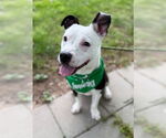 Small American Pit Bull Terrier Mix