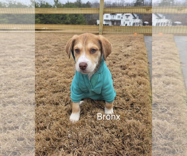 Medium Photo #1 Mutt Puppy For Sale in Ball Ground, GA, USA