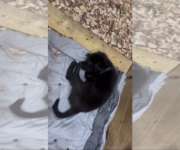 Medium Photo #1 Alaskan Husky-American Staffordshire Terrier Mix Puppy For Sale in SNEADS FERRY, NC, USA