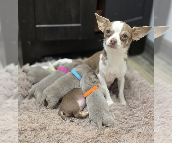 Medium Photo #6 Chihuahua Puppy For Sale in HOMERVILLE, GA, USA