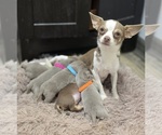 Small #5 Chihuahua