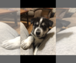 Small Photo #7 Siberian Husky Puppy For Sale in WASHBURN, WI, USA