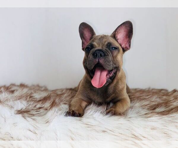 Medium Photo #13 French Bulldog Puppy For Sale in HOUSTON, TX, USA
