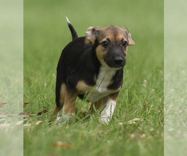 Medium Photo #5 Mutt Puppy For Sale in Mechanicsburg, PA, USA