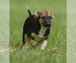 Small #4 Mutt