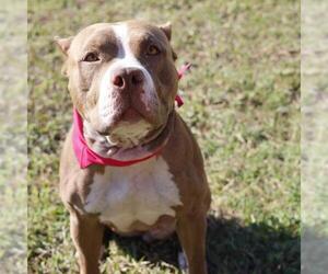 American Staffordshire Terrier-Unknown Mix Dogs for adoption in San Antonio, TX, USA