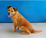 Small #1 Mutt