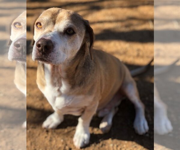 Medium Photo #14 Beagle Puppy For Sale in Apple Valley, CA, USA