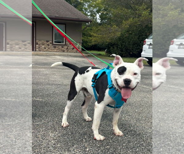 Medium Photo #5 American Pit Bull Terrier-Unknown Mix Puppy For Sale in Grafton, WI, USA